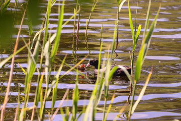 Baby coot and mother among the reeds.