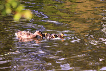 Mother duck feeds her babies...
