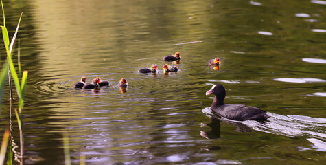 Mother Coot with food in her beak hurries to her babies....