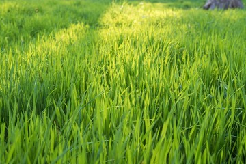 Green grass field in spring light. Grass texture for design. Grassy natural background.