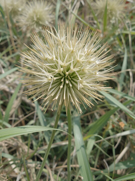 Field nutsedge or Cyperus rotundus is an agricultural weed commonly found in open fields