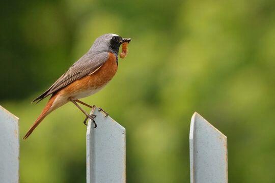 A common redstart with caterpillar