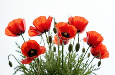 Naklejka premium Vibrant red poppy flowers isolated against white background. Summer bloom, petals with black centers, green stems with leaves. Perfect for design projects, nature, art, wallpaper. Symbolic of