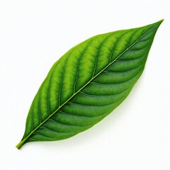 Obraz premium Isolated green leaf against white background. Nature photo of fresh, organic leaf. Detailed leaf texture with visible veins. Perfect for eco, nature, spa projects. Botanical element.