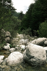 Rocky Stream Flowing Through Forest on Olympus Mountain

