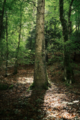 Golden sunlight filtering through tall trees in a dense forest on Mount Olympus, illuminating the leafy ground with natural beauty.
