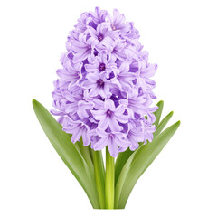 Fototapeta premium Hyacinth Elegance: A stunning close-up of a hyacinth flower in full bloom, showcasing its delicate purple petals and fresh green leaves. A timeless symbol of spring's arrival.