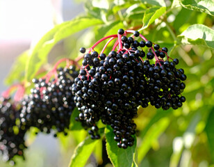 Elderberry fruit on the branches of the tree
