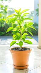 Obraz premium A vibrant green plant in a terracotta pot, bathed in sunlight, sits on a tiled floor near a doorway leading to a lush garden