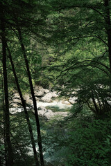 River Flowing Through Forest on Olympus Mountain
