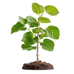 Young green plant growing in soil isolated on white background emphasizing nature and environmental growth transparent background png