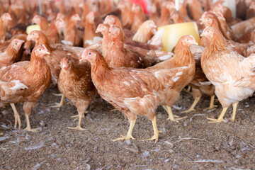 A lot of brown chicken in chicken farm