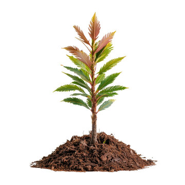 Fototapeta Small green plant with vibrant leaves growing from rich dark soil isolated on white background for gardening and nature themes transparent background png