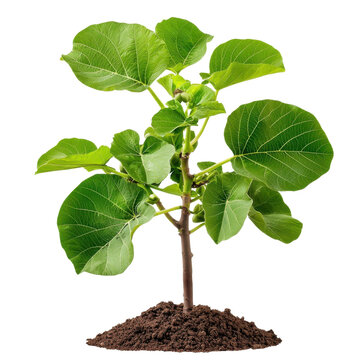 Fototapeta Young green plant growing from rich soil with vibrant leaves representing nature and sustainability for environmental themes transparent background png