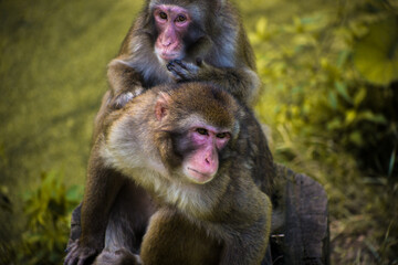 mother and baby baboon