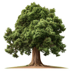 Large and Lush Evergreen Tree with Dense Foliage and Sturdy Trunk in Natural Environment Setting for Outdoor Scenes transparent background png