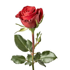 Obraz premium Elegant Red Rose on Green Stem Surrounded by Fresh Green Leaves in a Studio Setting transparent background png