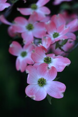 アメリカからの贈り物