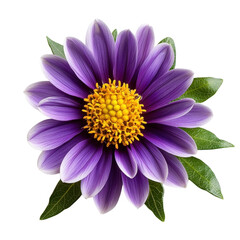 Obraz premium Close-Up of Stunning Purple Flower with Petals and Yellow Center Set Against a White Background for Floral Artistry transparent background png