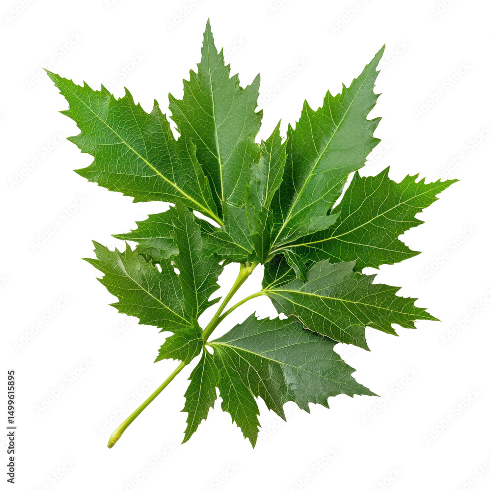 Poster fresh green maple leaf branch isolated on white background for nature and botanical design use trans