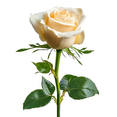 Elegant white rose standing tall on a green stem with fresh leaves in a beautiful arrangement of nature's simplicity transparent background png