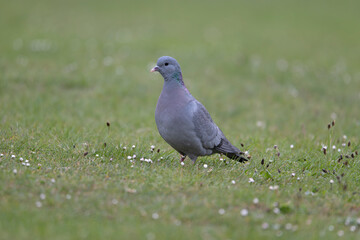 Stock dove, Columba oenas
