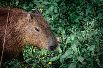 Capibara's grazing in the Horto Florestal Park in São Paulo, Brazil