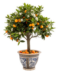 A decor-style mini orange tree with both flowers and ripe fruits in a blue and white patterned pot on a transparent background