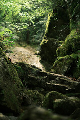 Moss-covered rocks and a shaded forest trail on Mount Olympus, capturing the untouched, mystical beauty of the Greek wilderness.
