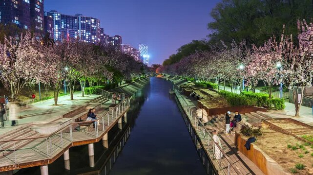 Romantic moments of strolling along the riverside with Chinese flowering crabapples under the night view in Beijing, China