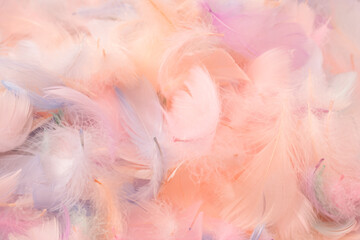 Colorful feather background, top view.