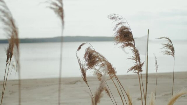 The wind sways the pompous grass swaying against the backdrop of a calm beach. Wedding decor