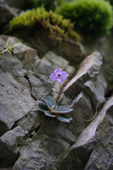 Close-up of Ramonda Heldreichii, a rare violet flower, blooming from rocky crevice on Mount Olympus, symbolizing resilience and beauty.
