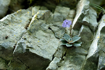 Ramonda Heldreichii Flower on Olympus Mountain Rock
