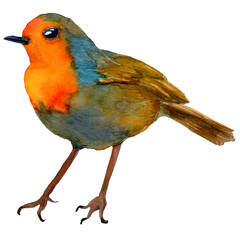 Watercolor hand drawn illustration of robin redbreast bird. Portrait of European robin in realistic style. Design for covers, backgrounds, decorations, prints.	