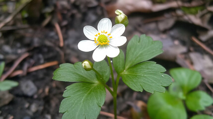 A close-up of a delicate white flower with vibrant green leaves.