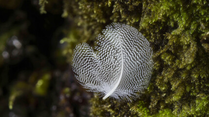 A delicate white feather rests on a lush green backdrop.