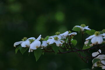 アメリカからの贈り物
