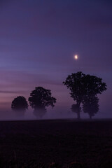A beautiful, serene twilight scene showcasing silhouetted trees gently illuminated under a soft...