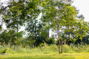 natural background of many species of plants that are laid out in the park, for the propagation of the species and to provide shade for those who stop by while traveling to study the ecology.