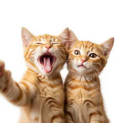 Obraz premium ginger cat selfie white background, ginger cat memes, yawning, ginger cat selfie close-up, cat with extended arm selfie, ginger cat with extending arm selfie, close-up selfie, 2 cats selfie