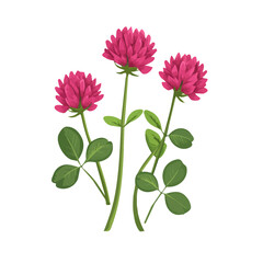 My Simple flat 2D icon red clover flowers isolated on transparent background, vector, flat design, animation design, simple flat 2D icon, minimalist design, clipart