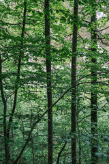 A thick canopy of trees with lush green leaves fills the frame in the tranquil wilderness of Mount Olympus, Greece.
