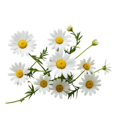 Obraz premium daisies isolated on white background