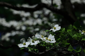 アメリカからの贈り物