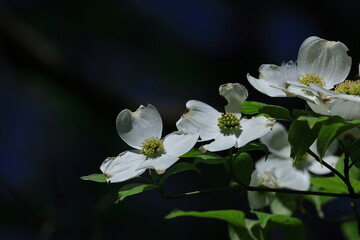 アメリカからの贈り物
