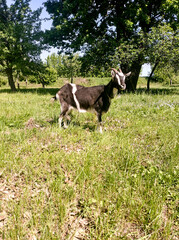 A young black and white goat grazing in a green meadow on a sunny summer day.