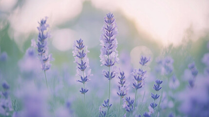 A serene lavender field bathed in soft pastel hues at sunset.