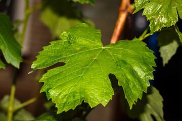 Grape leaves on a bush in the yard