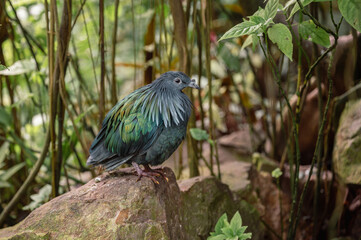 The Colorful Nicobar Pigeon - Caloenas nicobarica